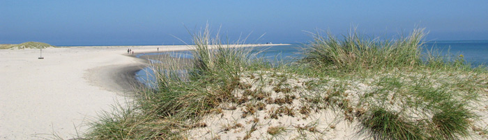 Stranddüne in Dänemark