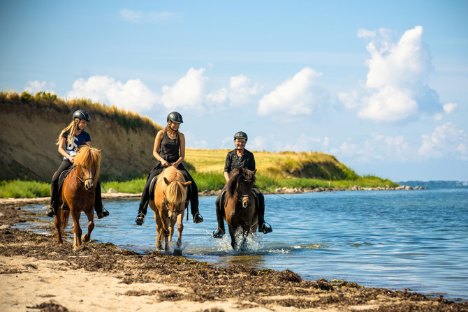 Bild - Auf Islandpferden auf der Insel Fünen reiten