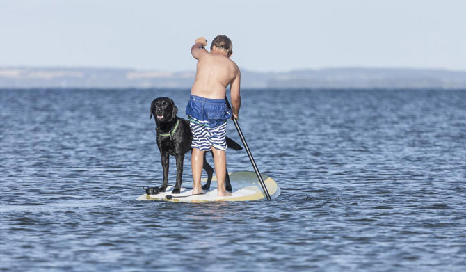 Ferienhaus Dänemark an der Nordsee mit Hund