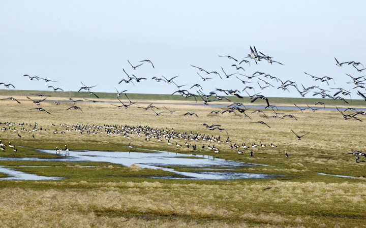  Bild – Vogelparadies in Dänemark