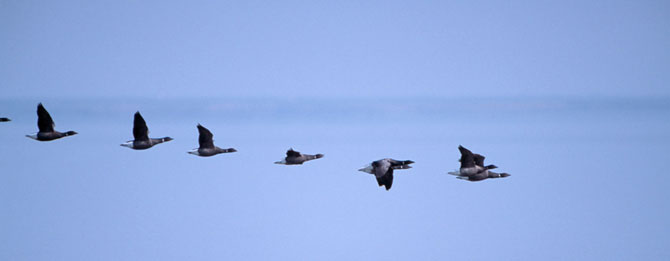 Bild - Vögel am Wattenmeer von Römö