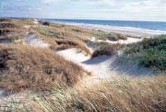 Dünen und Meer an der Nordsee Dänemarks