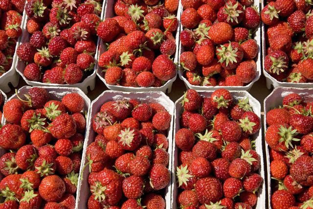 Frische Erdbeeren von Samsø